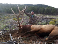 Utah Elk