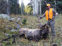 Utah Elk