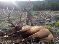 Utah Elk