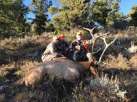 Utah Elk