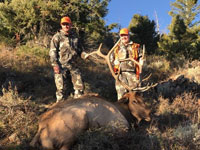 Utah Elk