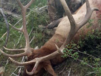 Utah Elk