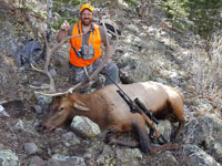 Utah Elk