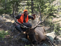 Utah Elk