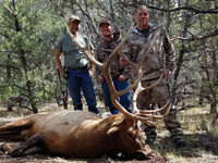 Utah Elk