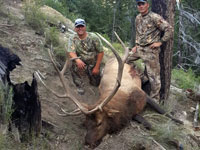 Utah Elk