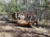 Utah Elk