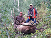 Utah Elk