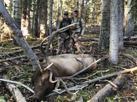 Utah Elk