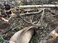 Utah Elk