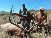 Utah Elk