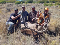 Utah Elk