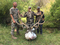 Utah Elk