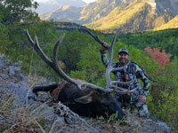 Utah Elk