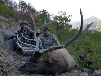 Utah Elk