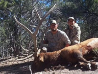 Utah Elk