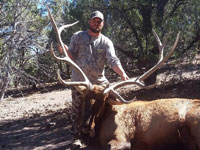 Utah Elk