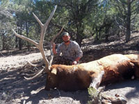 Utah Elk