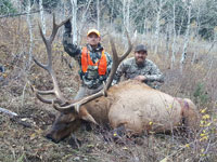 Utah Elk