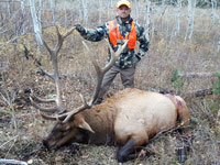 Utah Elk