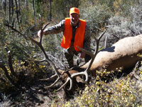 Utah Elk