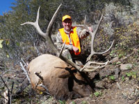 Utah Elk