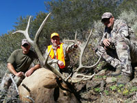 Utah Elk