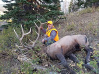 Utah Elk