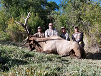 Utah Elk