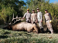 Utah Elk