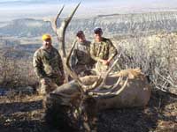 Utah Elk