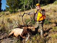 Utah Elk