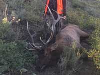 Utah Elk