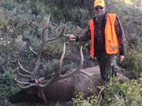 Utah Elk