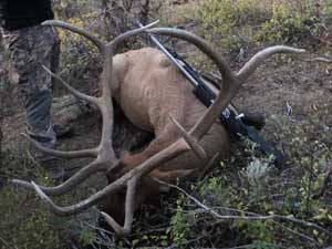 Utah Elk