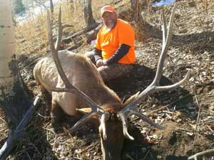 Utah Elk