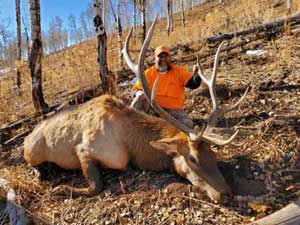 Utah Elk