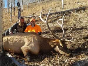 Utah Elk