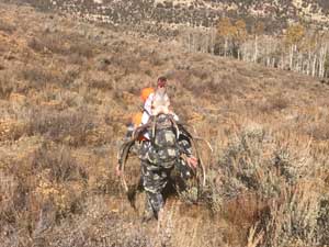 Utah Elk