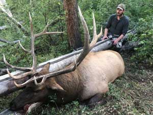 Utah Elk