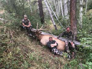 Utah Elk