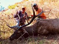 Utah Elk