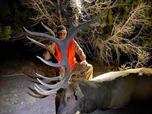 Utah Elk