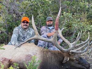 Utah Elk