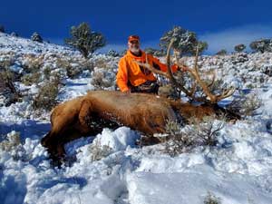 Utah Elk