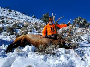 Utah Elk