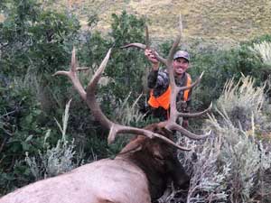 Utah Elk