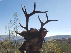 Utah Elk