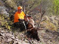 Utah Elk