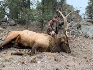 Utah Elk